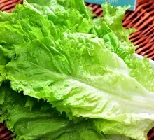 Fresh Lettuce
