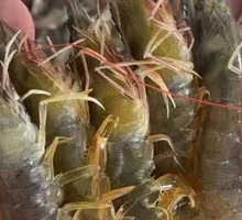 Shrimp
