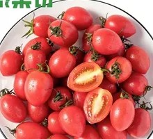 Hainan Millennium Cherry Tomatoes