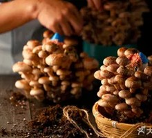 Organic Pine Mushroom