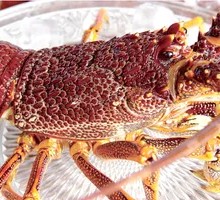Australian Lobster