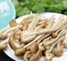 Camphor Tree Mushroom