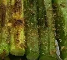 Roasted Garlic Shoots