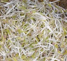 Mung Bean Sprouts