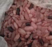 Snow Cabbage and Bamboo Shoot Rice Balls