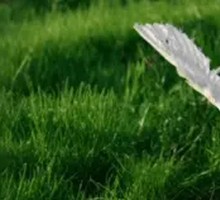 Yao Ji Fresh Goose Stew with Pork Ribs