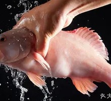 Golden Threadfin Bream