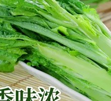 Oilseed lettuce