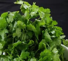 Cilantro