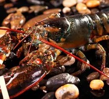 Small Persian Lobster