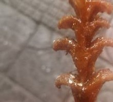 Crispy Roasted Sausage