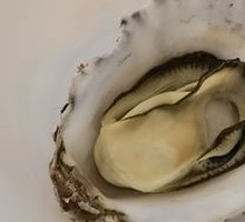Oyster