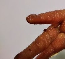 Delicious Chicken Feet