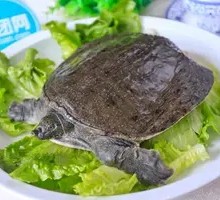 Fresh Turtle