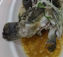 East China Sea Tiger Grouper