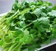 Cilantro