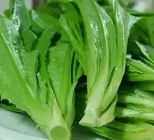 Oilseed lettuce