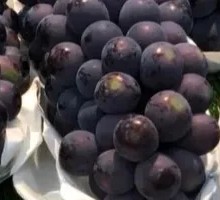 Purple Grape