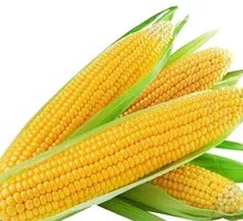 Corn on the Cob