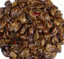 Stir-fried Silkworm Pupae