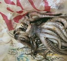 Rocket Squid
