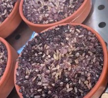 Mixed Grain Rice