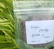 Sun-Dried Yirgacheffe