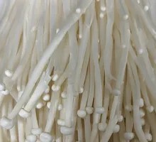 Enoki Mushroom