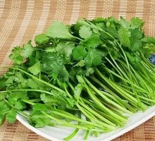 Cilantro