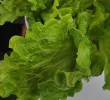 Lettuce