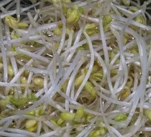 Mung Bean Sprouts