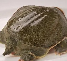 Softshell Turtle