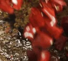 Boiling Wealth · Spicy Water-Boiled Frog with Fragrant Sauce