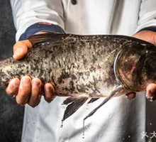 Deep-water Bighead Carp