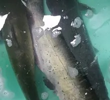 Signature Grilled Catfish