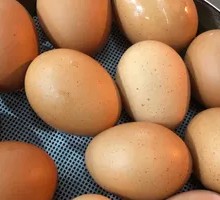 Boiled Egg