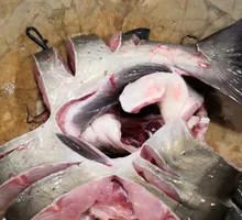 Catfish