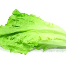Lettuce