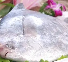 Spanish Mackerel