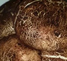 Mushroom-shaped Bun