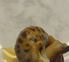 Fragrant Snail