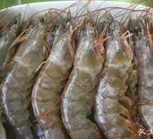 South American Shrimp