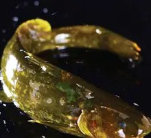 Yellow Croaker