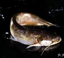 River Carp