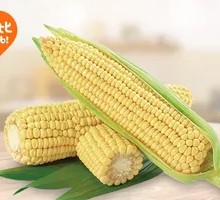 Corn on the Cob