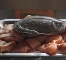 Ecological Softshell Turtle