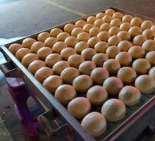 Yuanfeng Steamed Bun