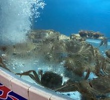 Liangren Authentic Yangcheng Lake Female Crab