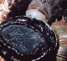 Black Gold Abalone