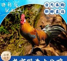 Freshly Killed Local Rooster